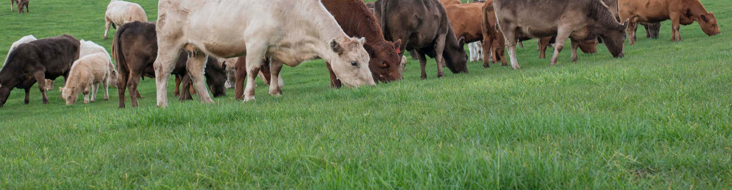 A large group of cows grazing in a green grass field.