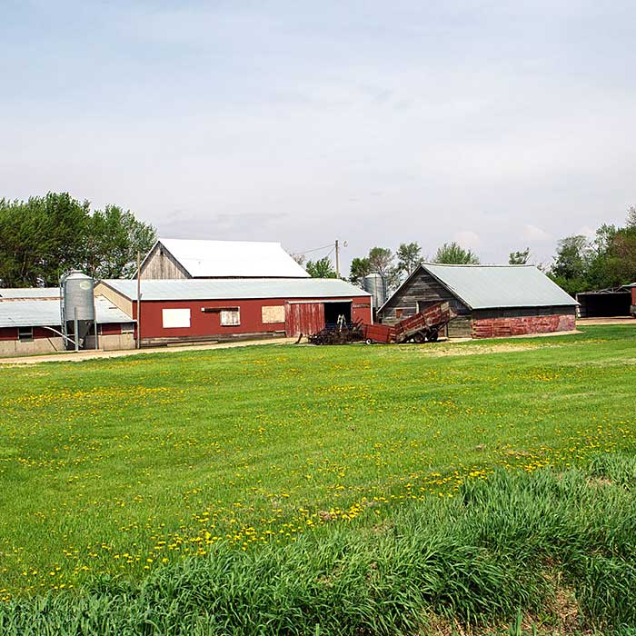 A rural farm landscape with red wooden barns, green grassy fields with yellow wildflowers, and farm buildings against a cloudy sky