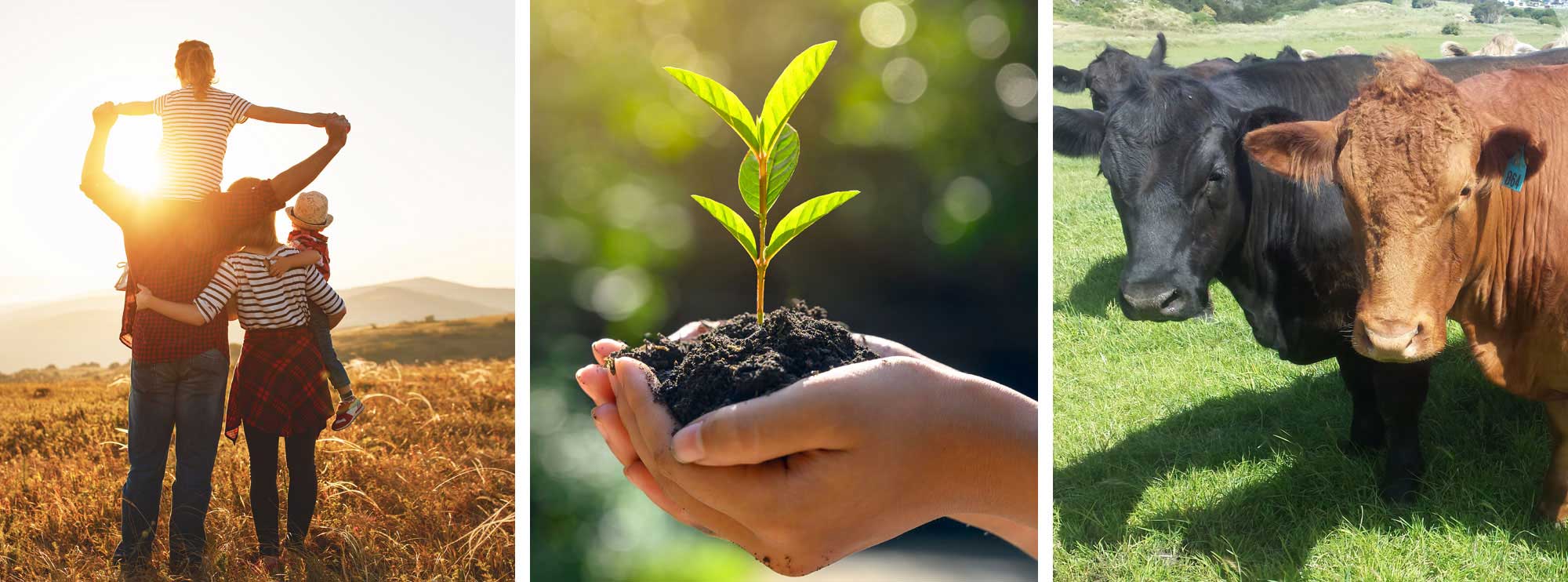 Collage depicting agricultural sustainability: a family overlooking a golden field at sunset, hands nurturing a young plant, and grass-fed cattle grazing peacefully
