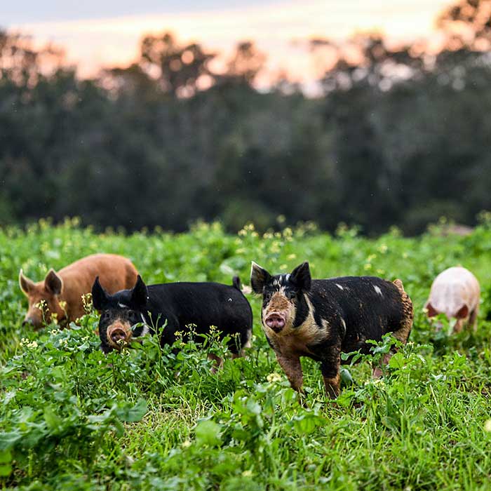 Four pigs with varied coloration grazing in a lush green field, with a soft-focus forest and sunset backdrop