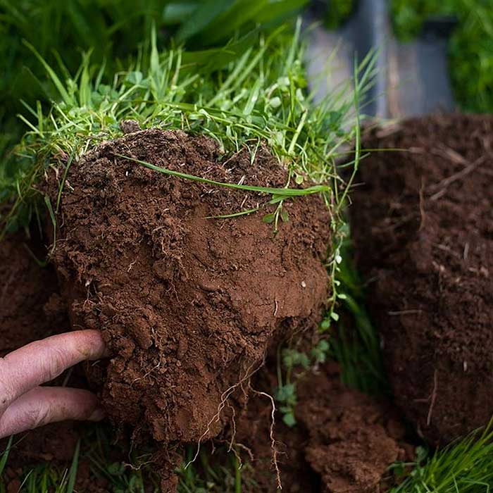 Close-up of rich brown soil with green grass, showing a chunk of earth held by fingers to reveal soil texture and root systems