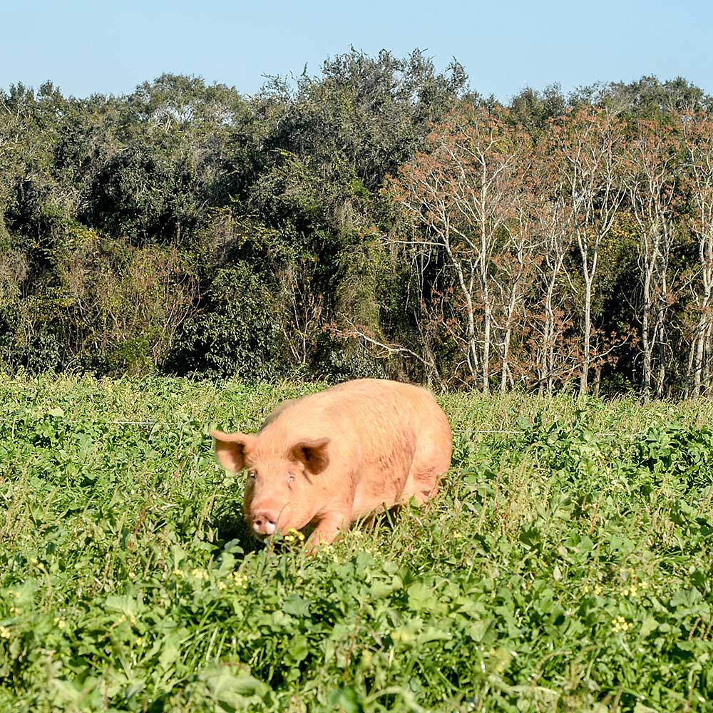 A pig running in a field next to a forest.