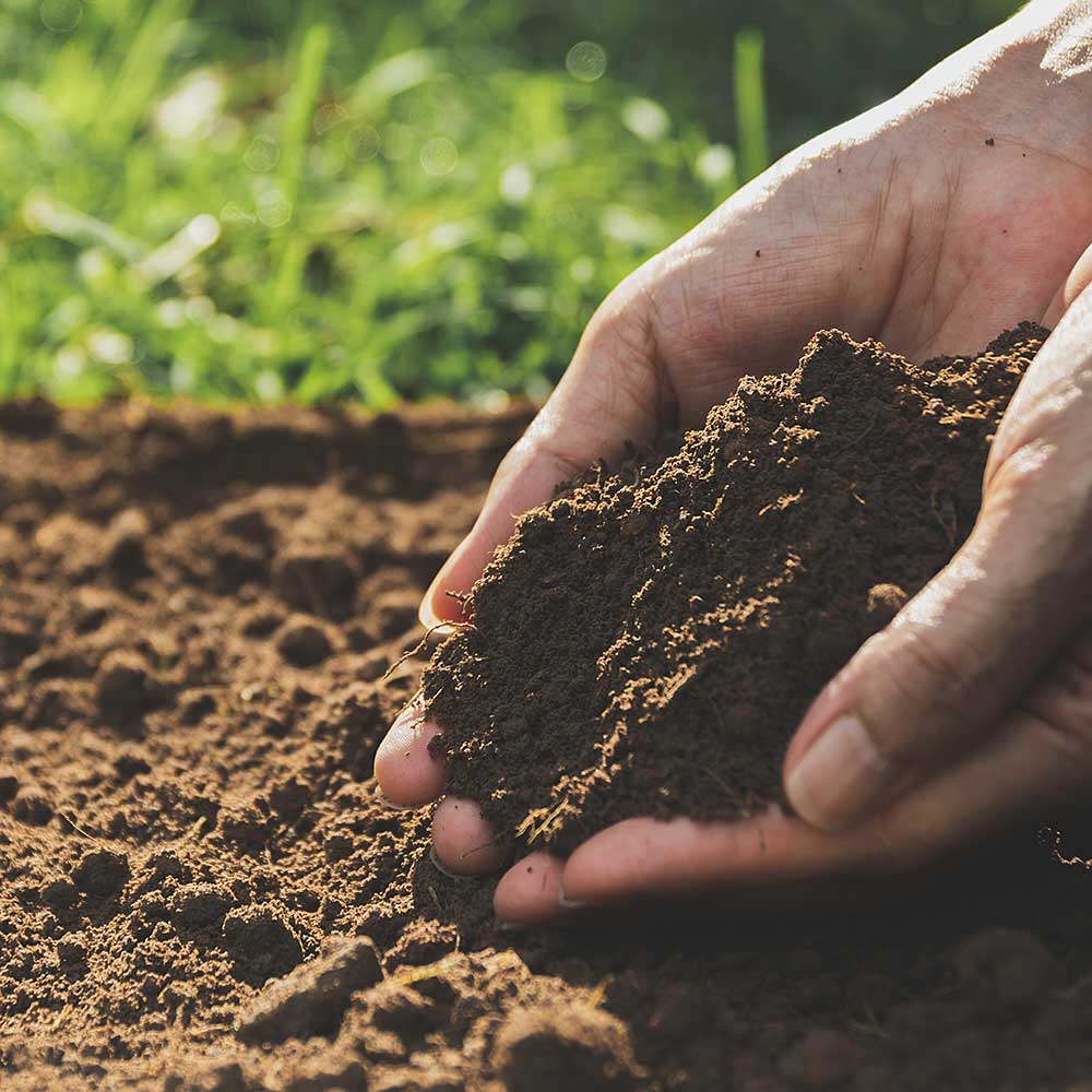 Hands cupping some dirt with more dirt and grass in the background.