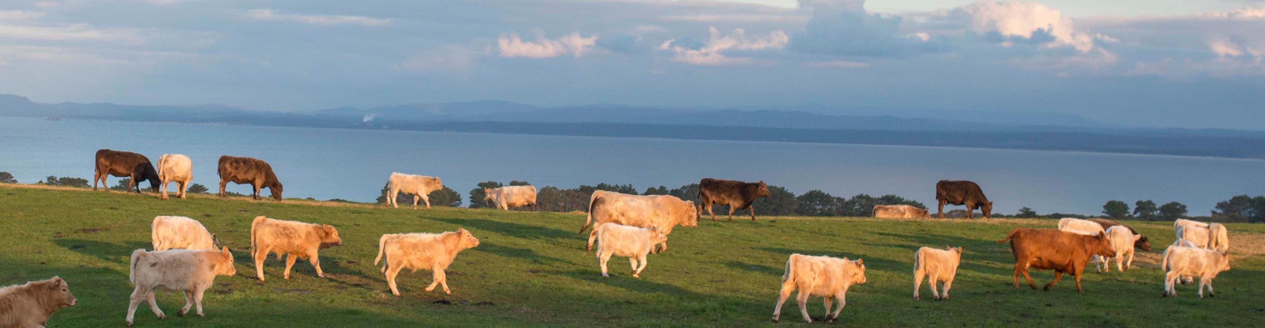 A field full of different colored cows roaming and grazing with a cloudy sky in the background.