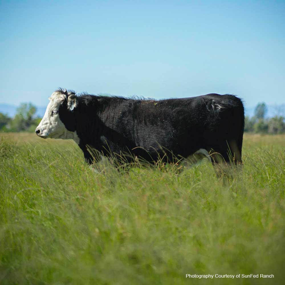 A cow in a field of tall grass against a blue sky background. Photography courtesy of SunFed Ranch.