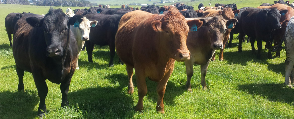 Cattle standing in a green field on a sunny day.